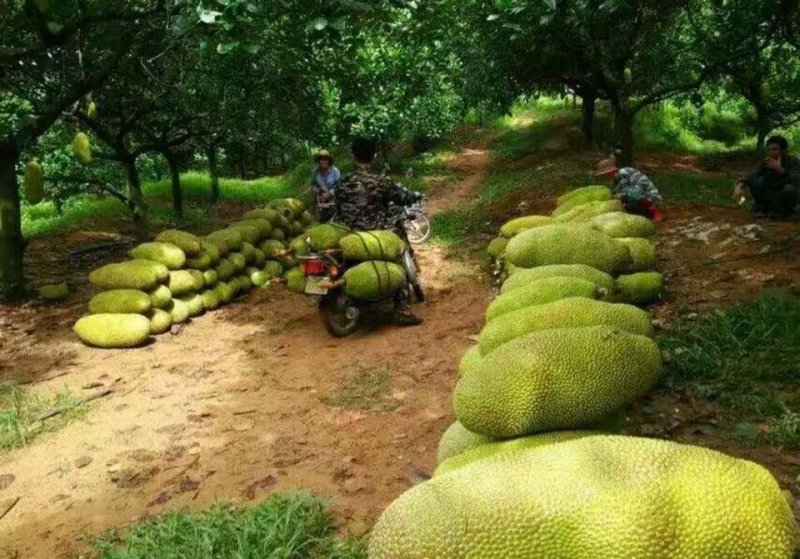 马来西亚一号菠萝蜜四季菠萝蜜泰8菠萝泰国12号红肉菠萝蜜