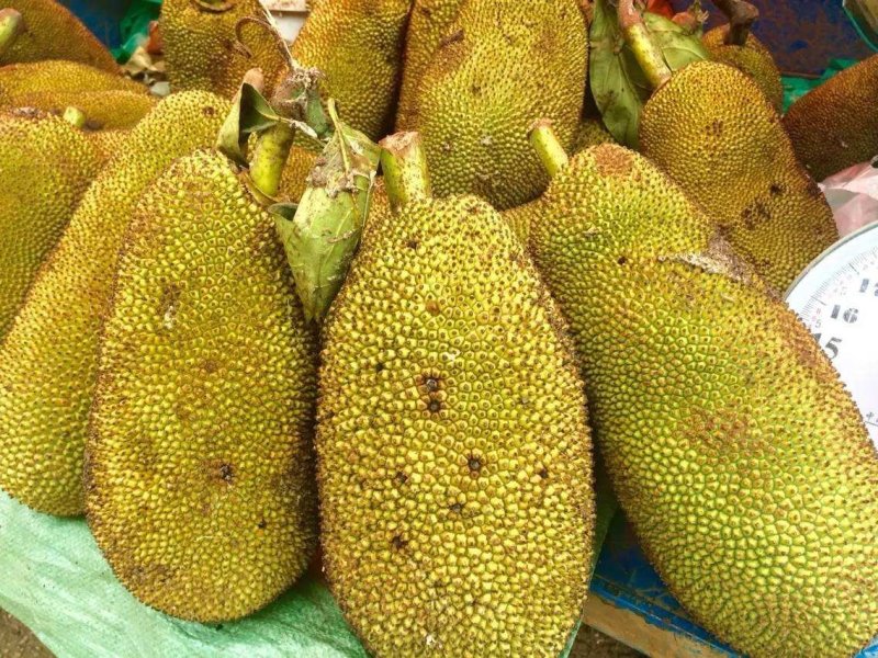 马来西亚一号菠萝蜜四季菠萝蜜泰8菠萝泰国12号红肉菠萝蜜