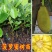 马来西亚一号菠萝蜜四季菠萝蜜泰8菠萝泰国12号红肉菠萝蜜