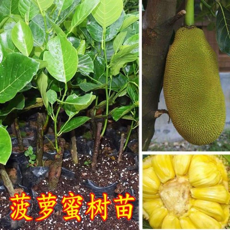 马来西亚一号菠萝蜜四季菠萝蜜泰8菠萝泰国12号红肉菠萝蜜