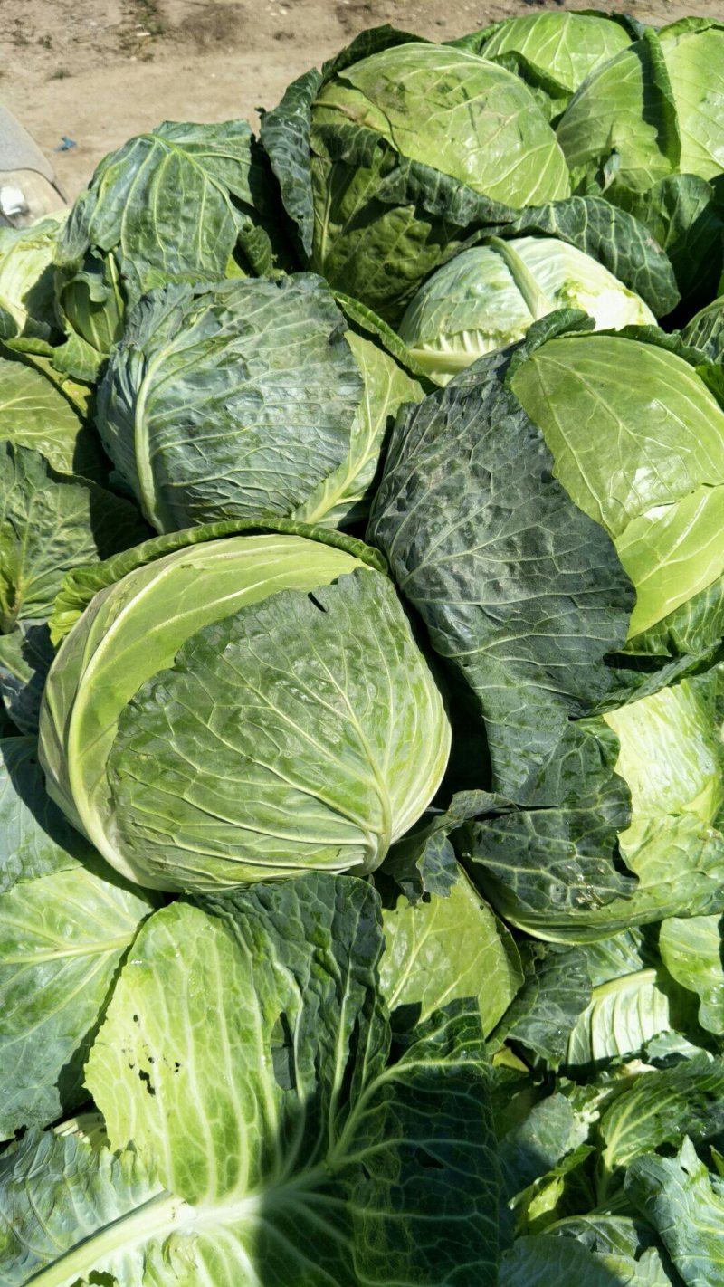 圆包菜