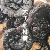 黑灵芝山东无苦味1公斤起批无硫无添加不包邮