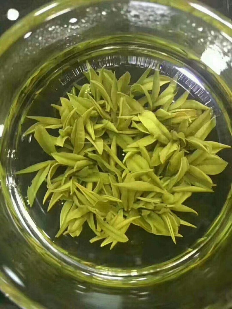 安吉白茶