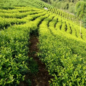 安吉白茶