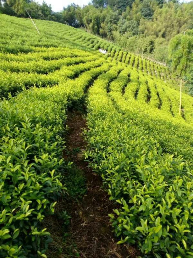 安吉白茶