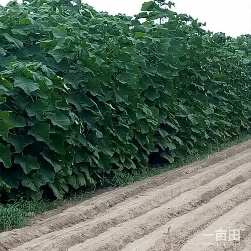 泡桐
