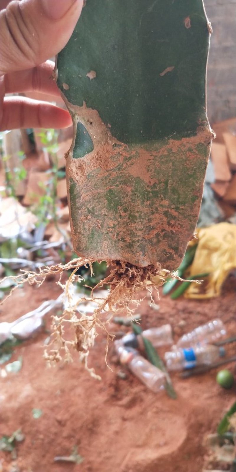 白肉火龙果树苗红心火龙果苗金都一号四季可盆栽种植当