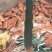 白肉火龙果树苗红心火龙果苗金都一号四季可盆栽种植当