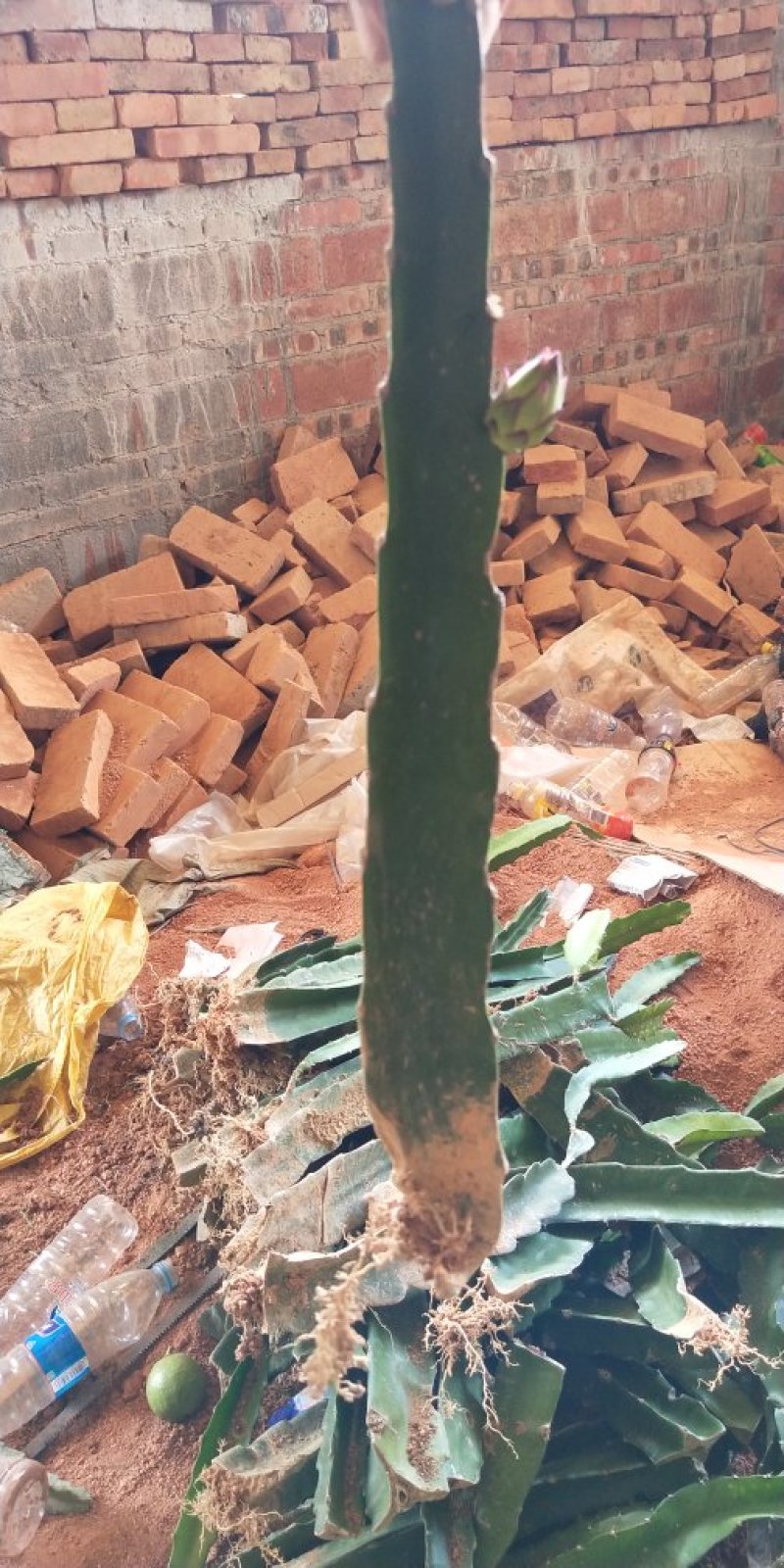 白肉火龙果树苗红心火龙果苗金都一号四季可盆栽种植当