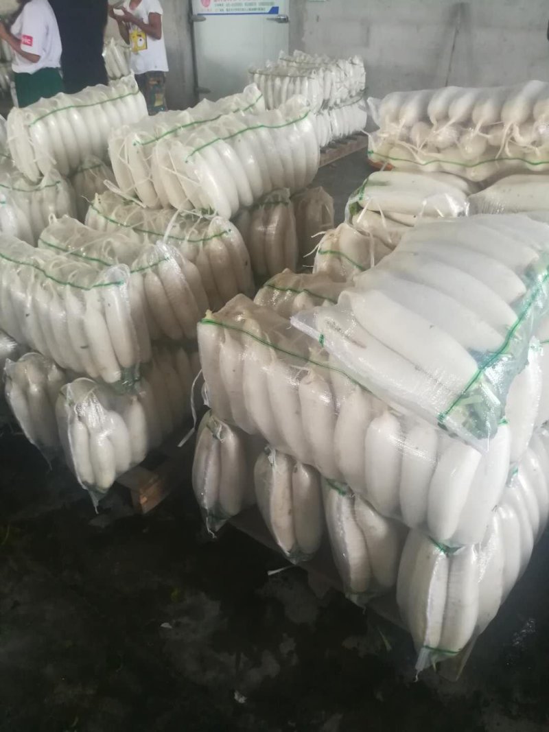 白萝卜，优良品种，条形好，纯白，收尾佳