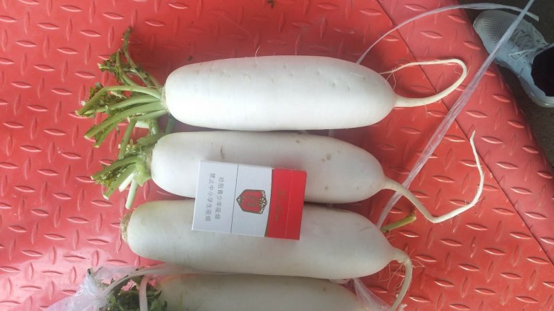 白萝卜，优良品种，条形好，纯白，收尾佳