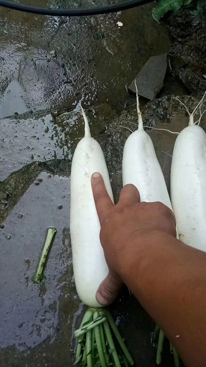 白萝卜，优良品种，条形好，纯白，收尾佳