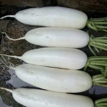 白萝卜，优良品种，条形好，纯白，收尾佳