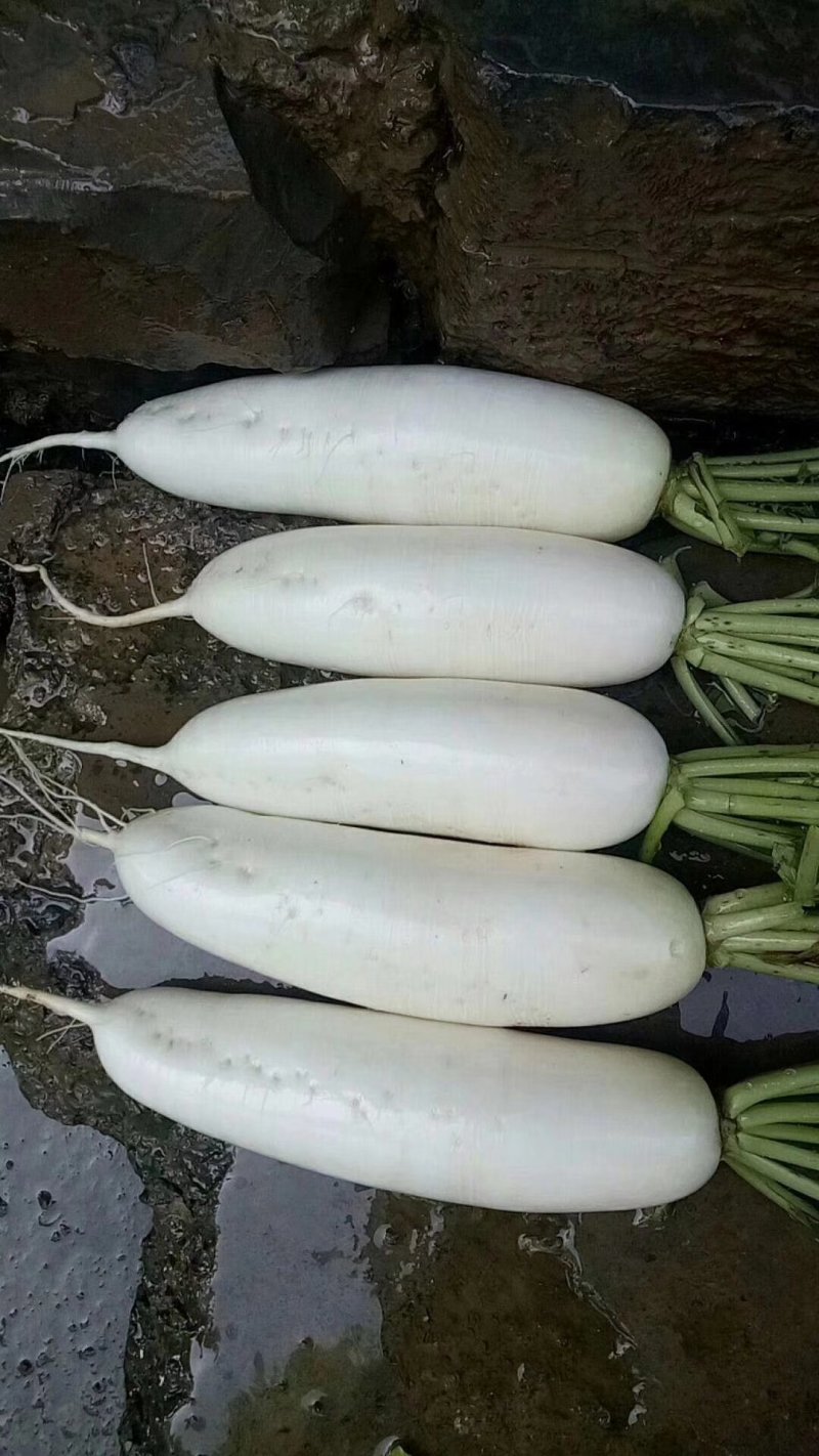 白萝卜，优良品种，条形好，纯白，收尾佳