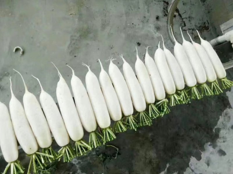 白萝卜，优良品种，条形好，纯白，收尾佳