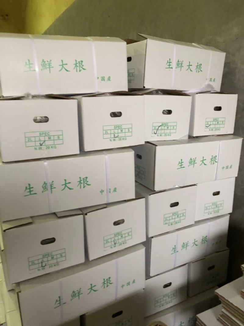 白萝卜，优良品种，条形好，纯白，收尾佳