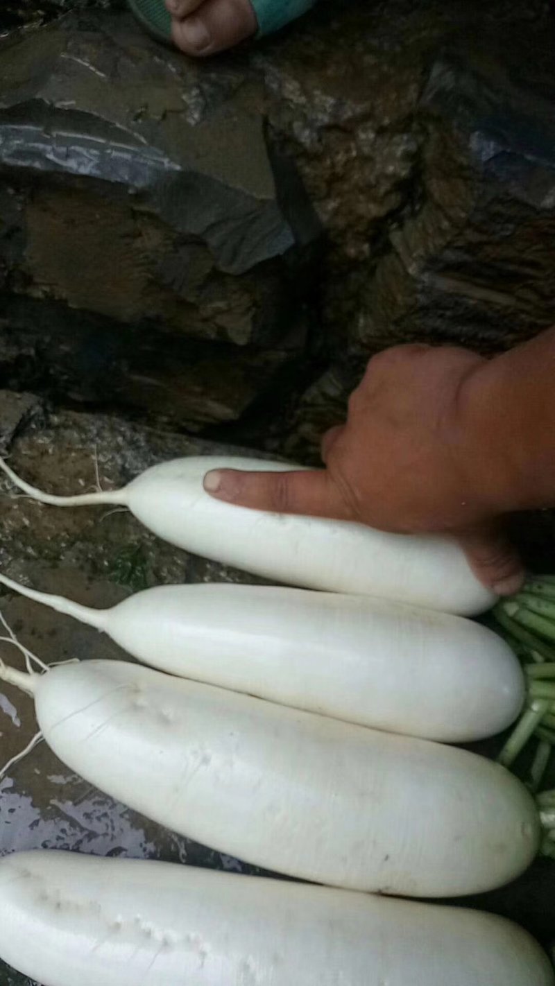 白萝卜，优良品种，条形好，纯白，收尾佳