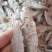 琵琶虾冰鲜虾