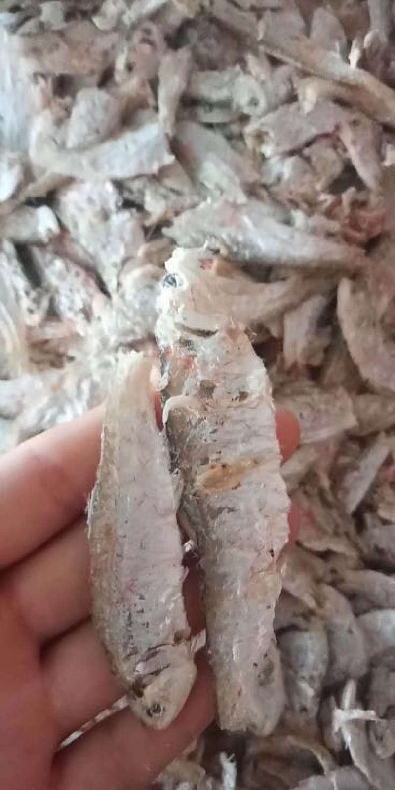 琵琶虾冰鲜虾