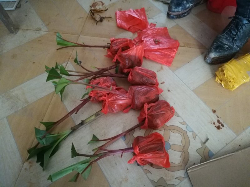优质红色香蕉苗，桂蕉一，二号中蕉九号，威廉斯B6，粉蕉，