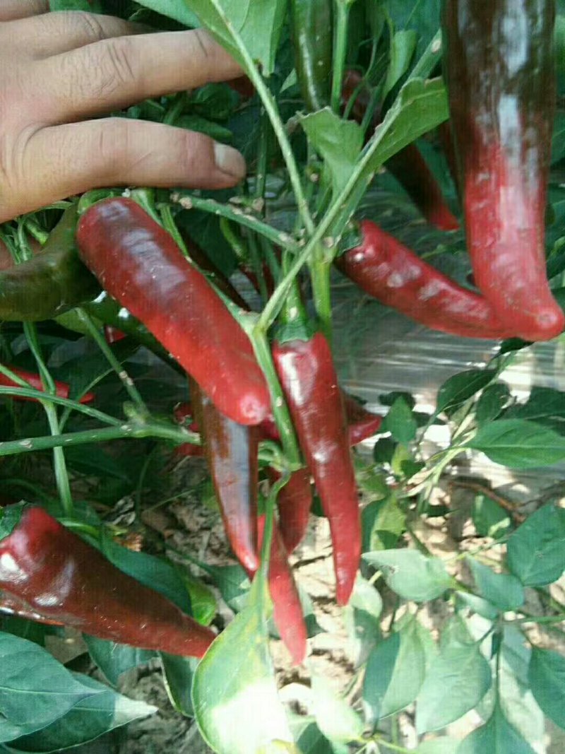 鲜辣椒