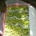敦煌无核白葡萄！甜甜的己经大量上市，货源充足，质优物美！
