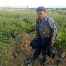 河北张家口营养杯油松杯苗各种规格油松，杯苗到大树