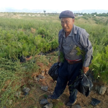 河北张家口营养杯油松杯苗各种规格油松，杯苗到大树