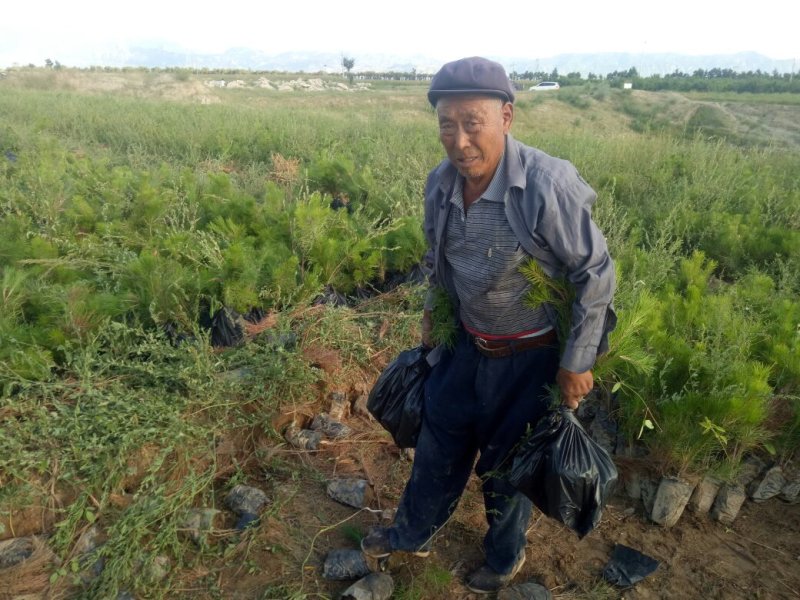 河北张家口营养杯油松杯苗各种规格油松，杯苗到大树