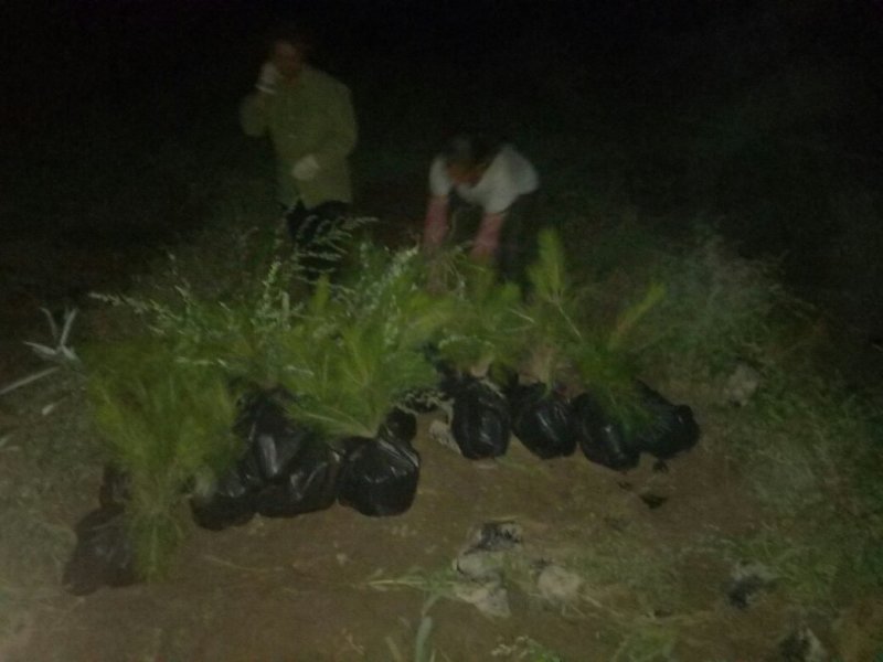 河北张家口营养杯油松杯苗各种规格油松，杯苗到大树