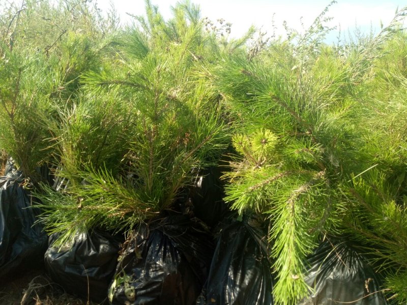 河北张家口营养杯油松杯苗各种规格油松，杯苗到大树