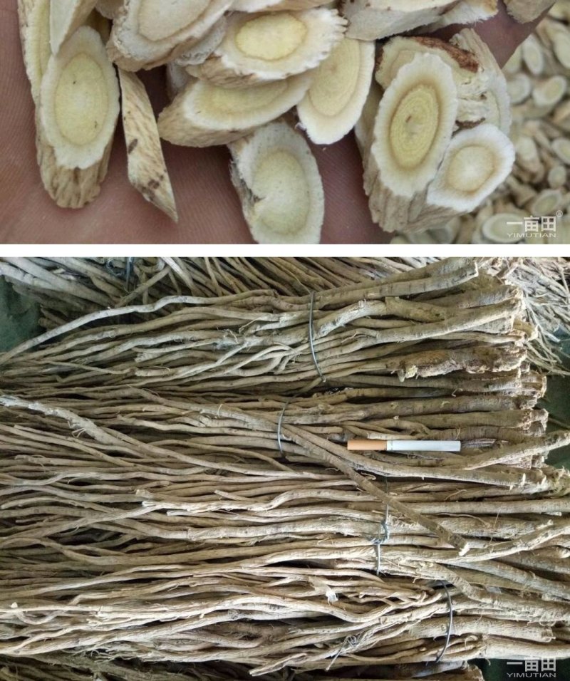长白山野生黄芪一斤起卖包邮产地直供当天发货