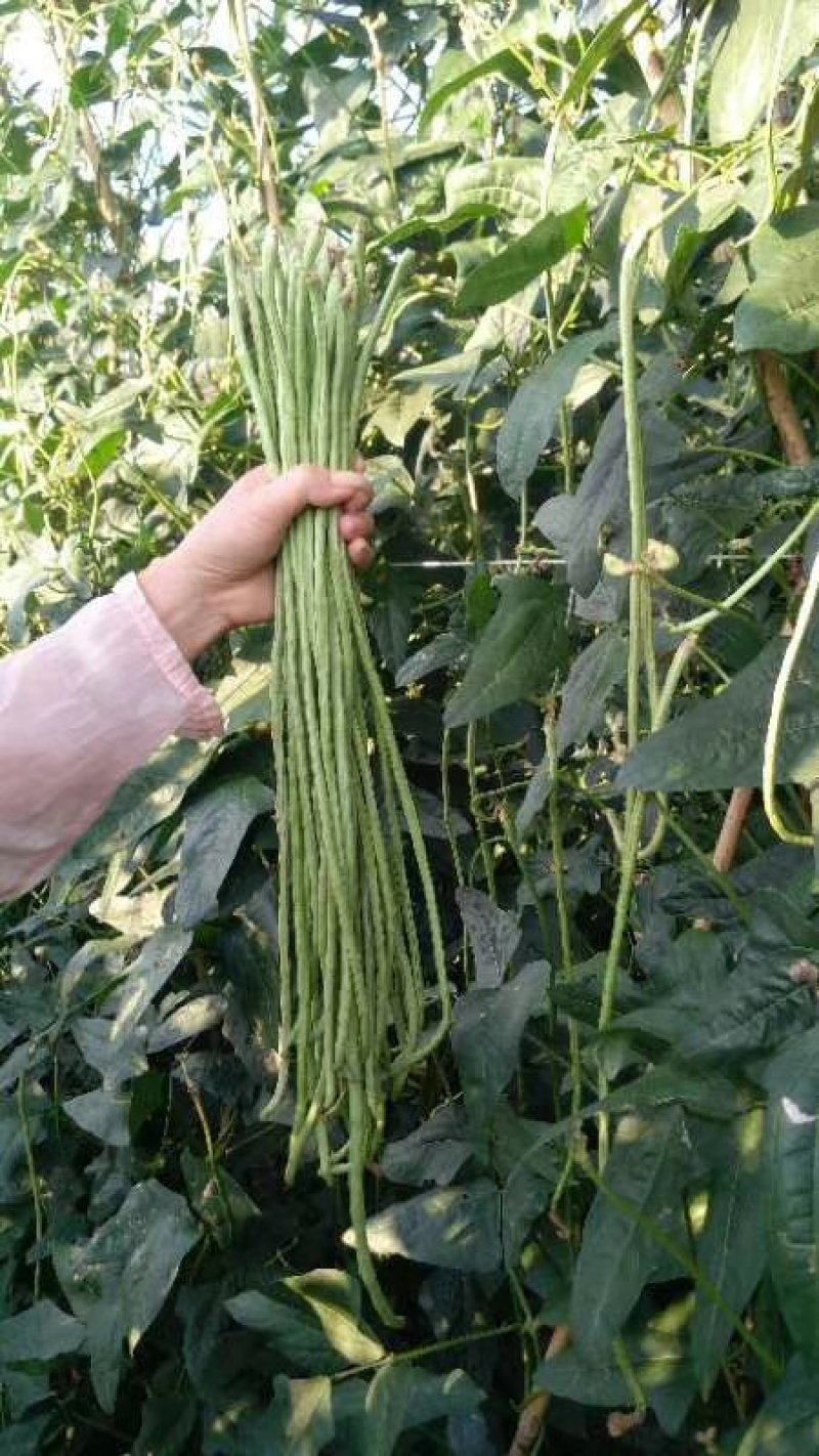 元谋精品豇豆大量上市供应