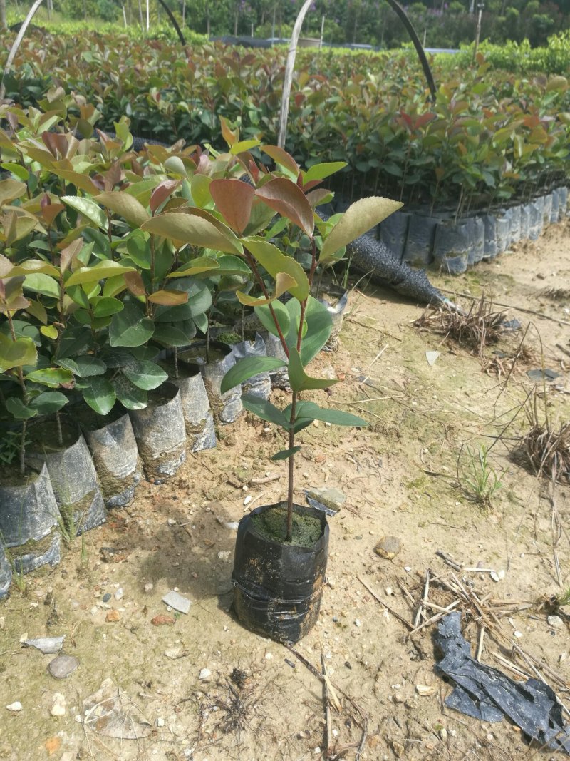 供应油茶树油、白花油茶苗