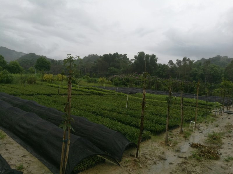 供应油茶树油、白花油茶苗