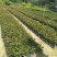 供应油茶树油、白花油茶苗