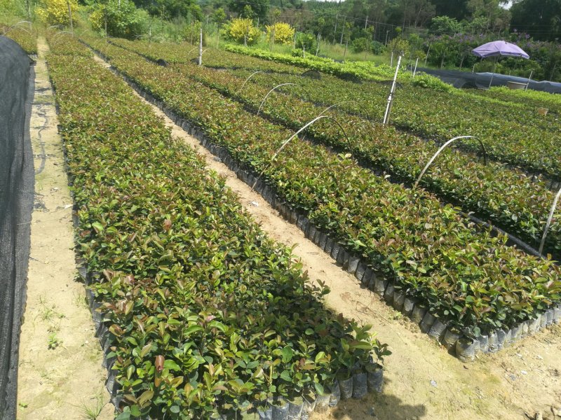 供应油茶树油、白花油茶苗