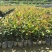 供应油茶树油、白花油茶苗