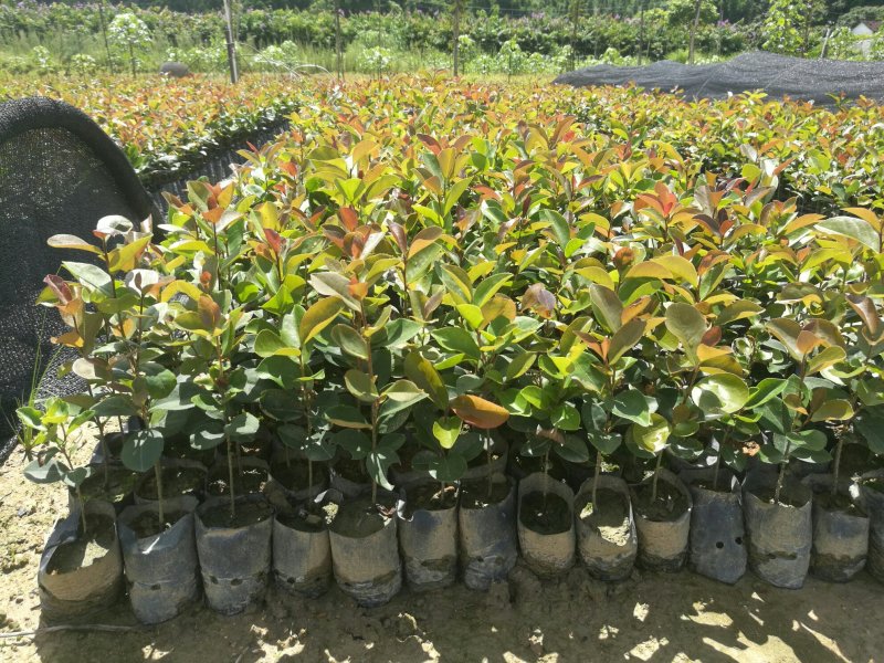 供应油茶树油、白花油茶苗