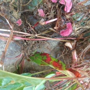 草血竭
