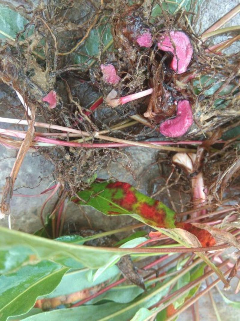 草血竭