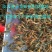 【澳洲龙虾苗】,大龙虾苗,淡水进口澳洲龙虾种,货量充足