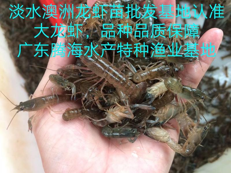 【澳洲龙虾苗】，大龙虾苗，淡水进口澳洲龙虾种，货量充足