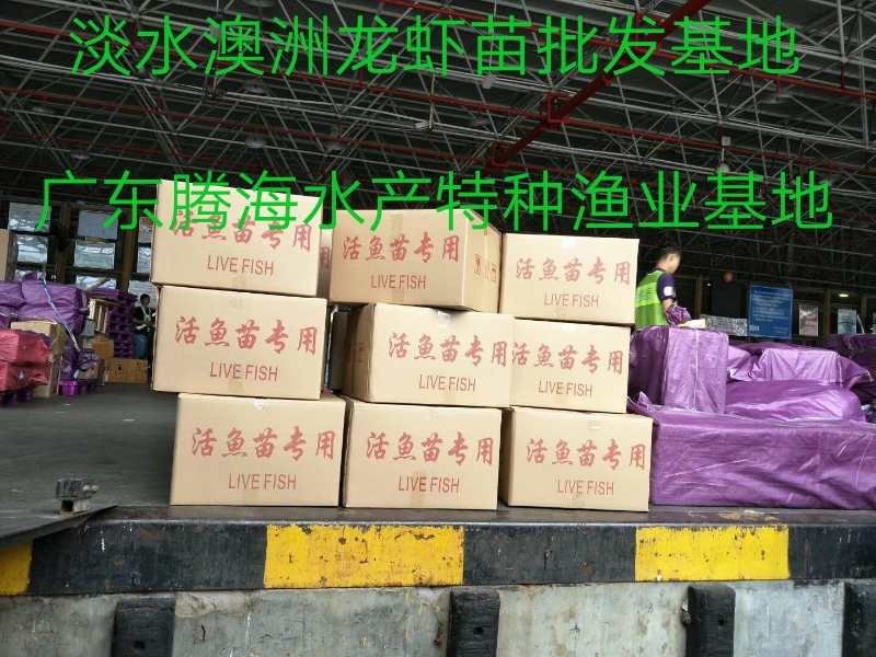 【澳洲龙虾苗】，大龙虾苗，淡水进口澳洲龙虾种，货量充足