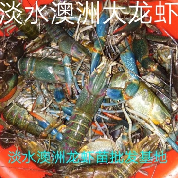 【澳洲龙虾苗】,大龙虾苗,淡水进口澳洲龙虾种,货量充足