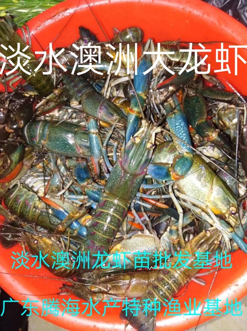 【澳洲龙虾苗】，大龙虾苗，淡水进口澳洲龙虾种，货量充足