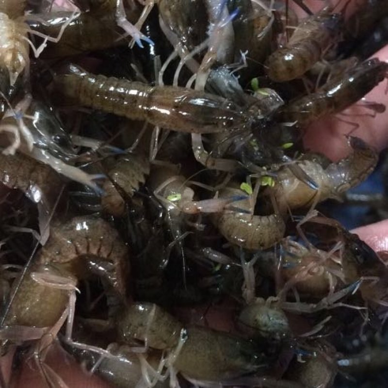 龙虾苗批发澳龙苗直供澳洲龙虾苗批发淡水澳龙虾苗