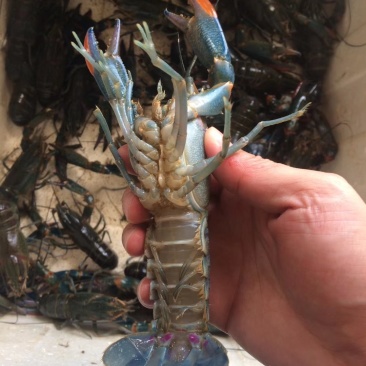 龙虾苗批发澳龙苗直供澳洲龙虾苗批发淡水澳龙虾苗
