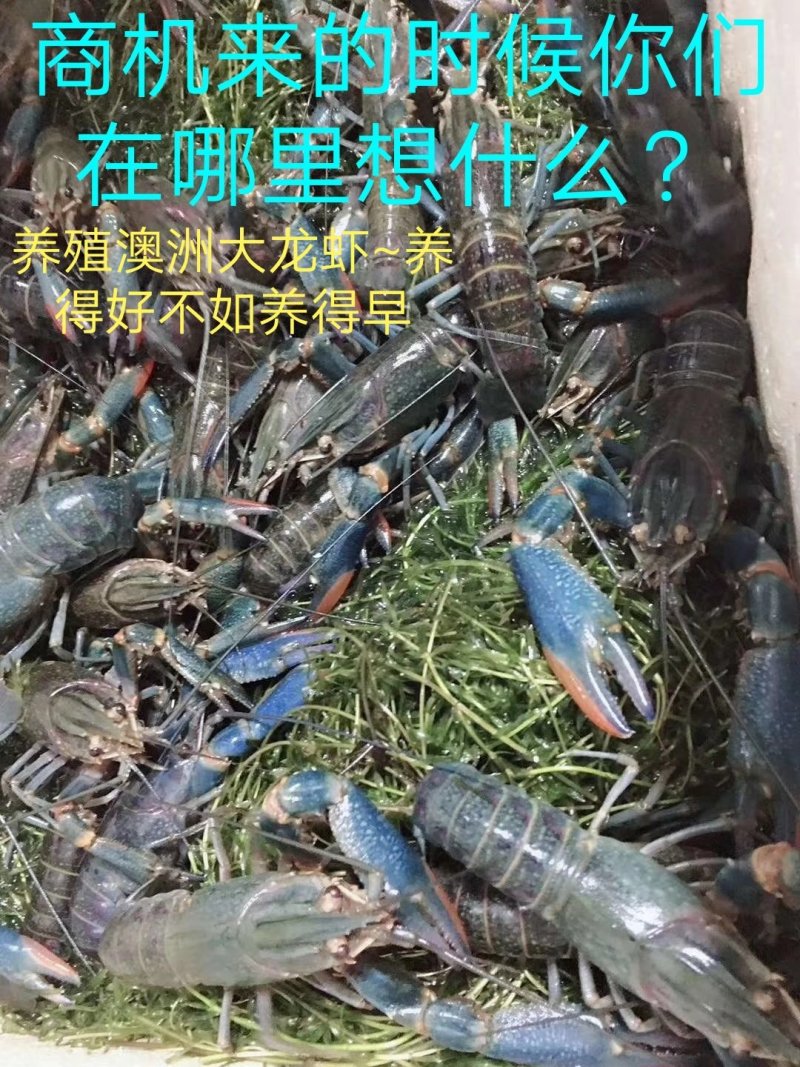 龙虾苗批发澳龙苗直供澳洲龙虾苗批发淡水澳龙虾苗