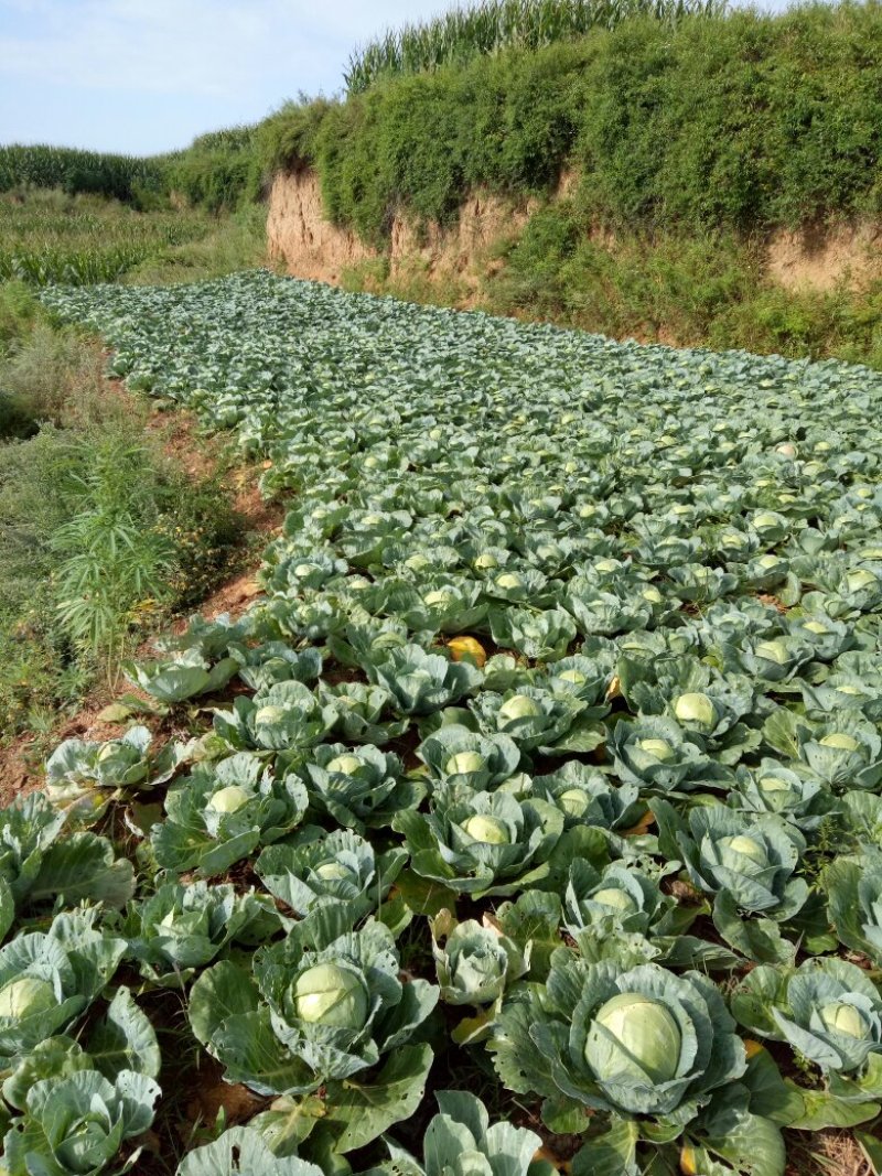 旱地包心菜